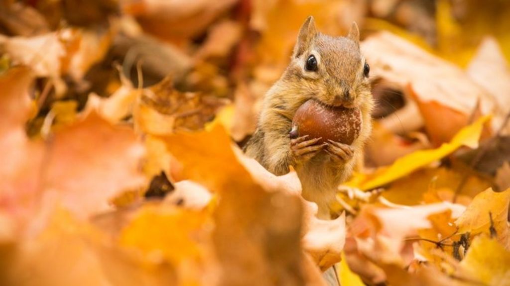 in-pictures-the-forests-of-new-england-bbc-news