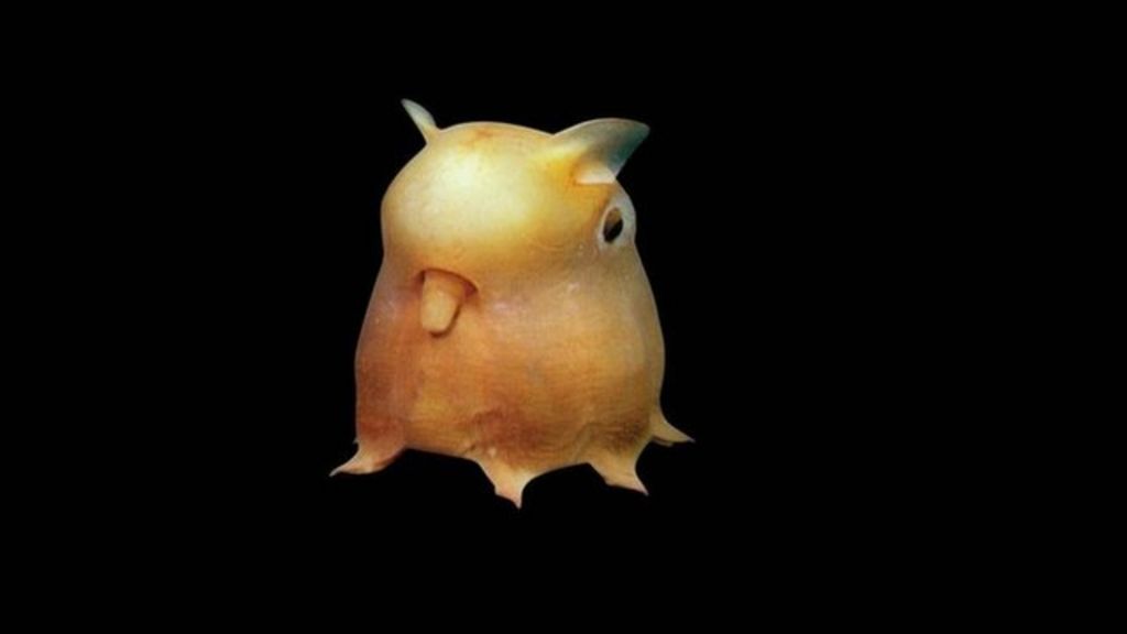 Asia's creatures of the deep