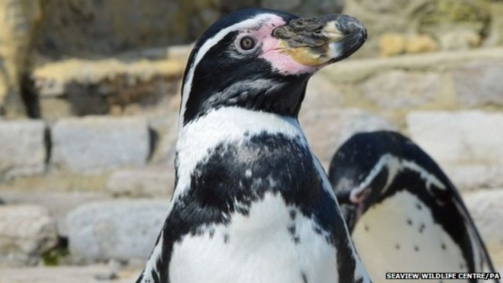 VIDEO: Dippy the arthritic penguin rehomed