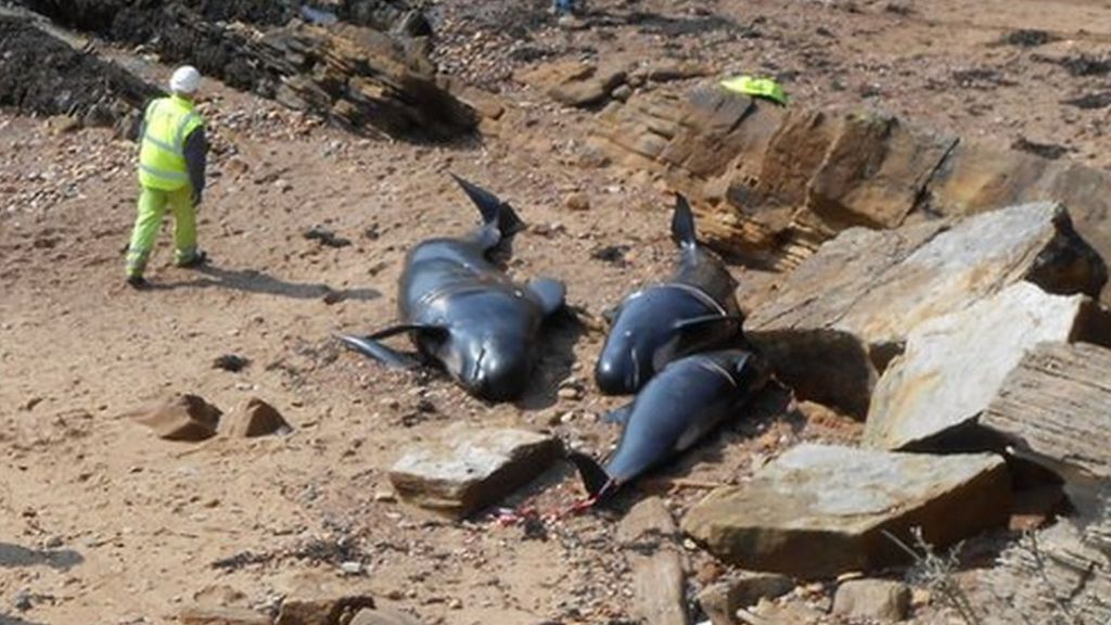 Toxic chemicals found in beached whales