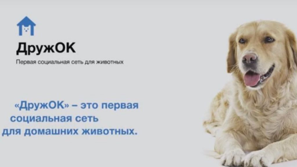 Russian social media site set up for pets