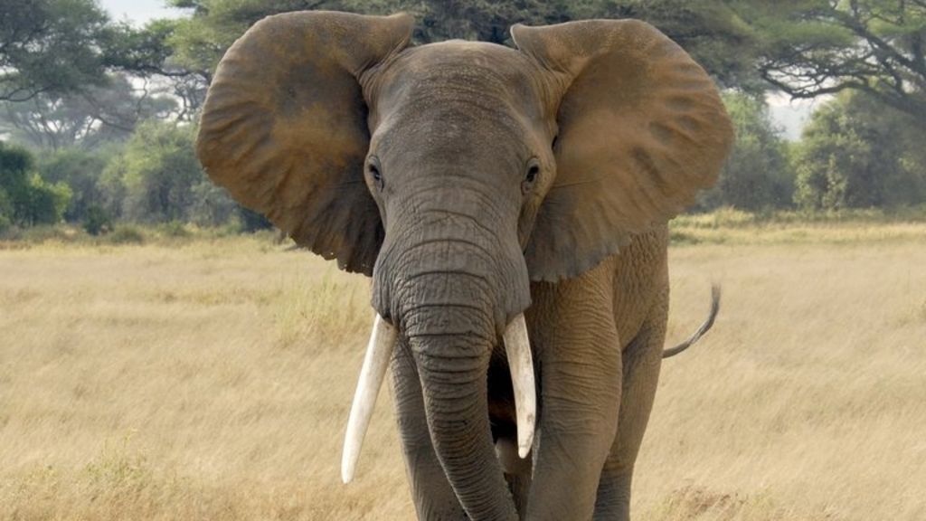 UK troops to tackle ivory poaching