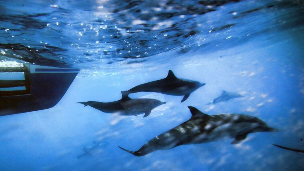 Navy sonar broke whale protection laws, says US court