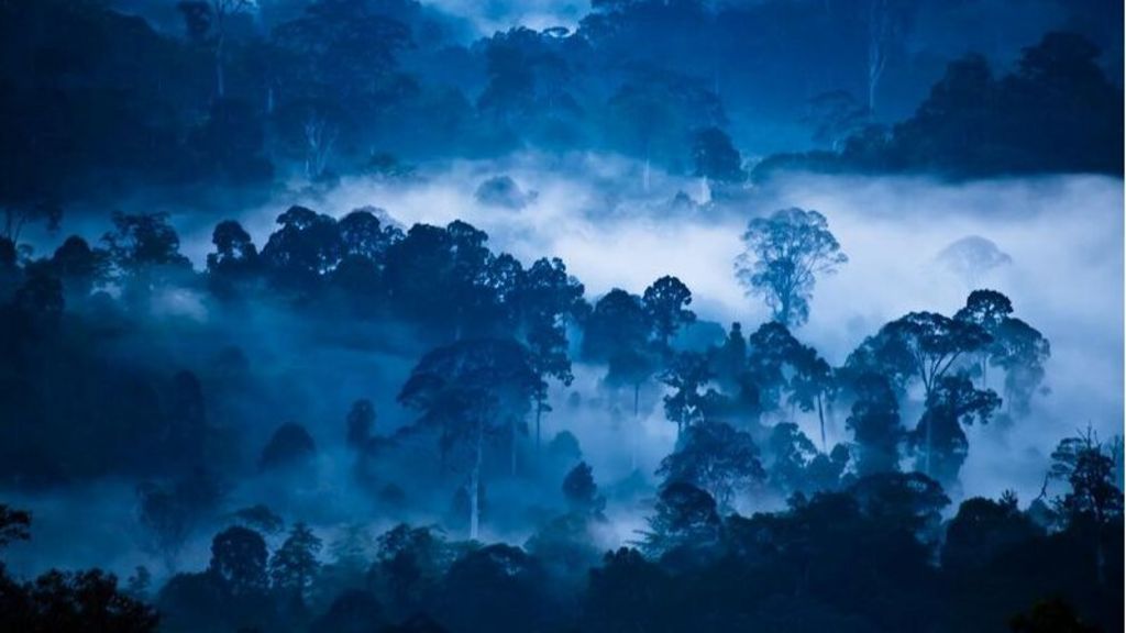 World's wilderness reduced by a tenth since 1990s