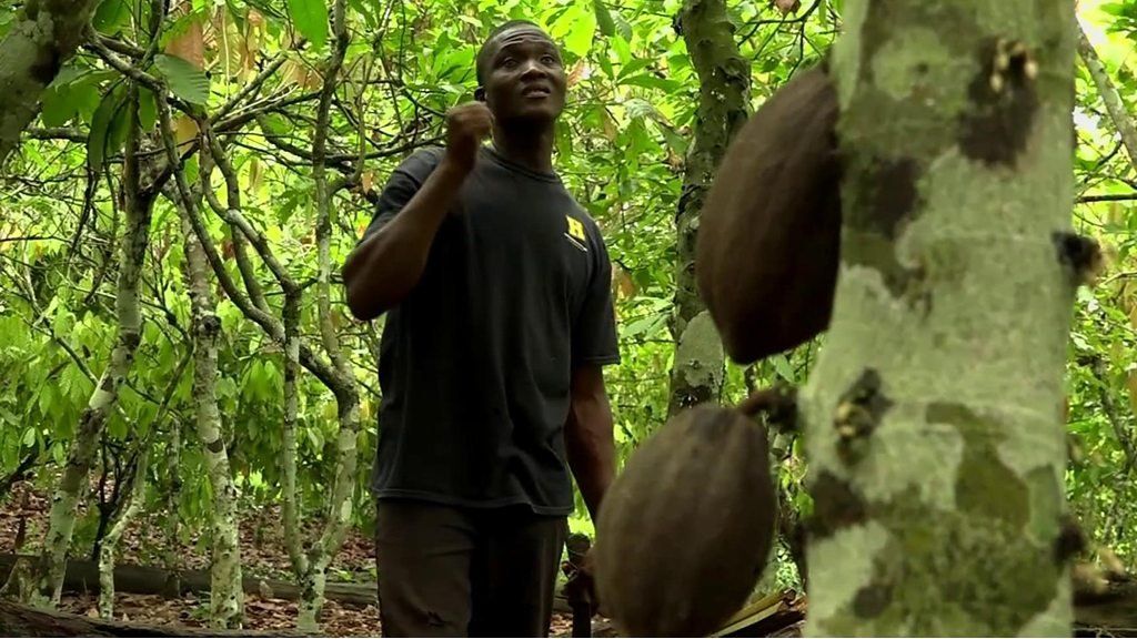 Cocoa farming threatens rainforests in Ivory Coast