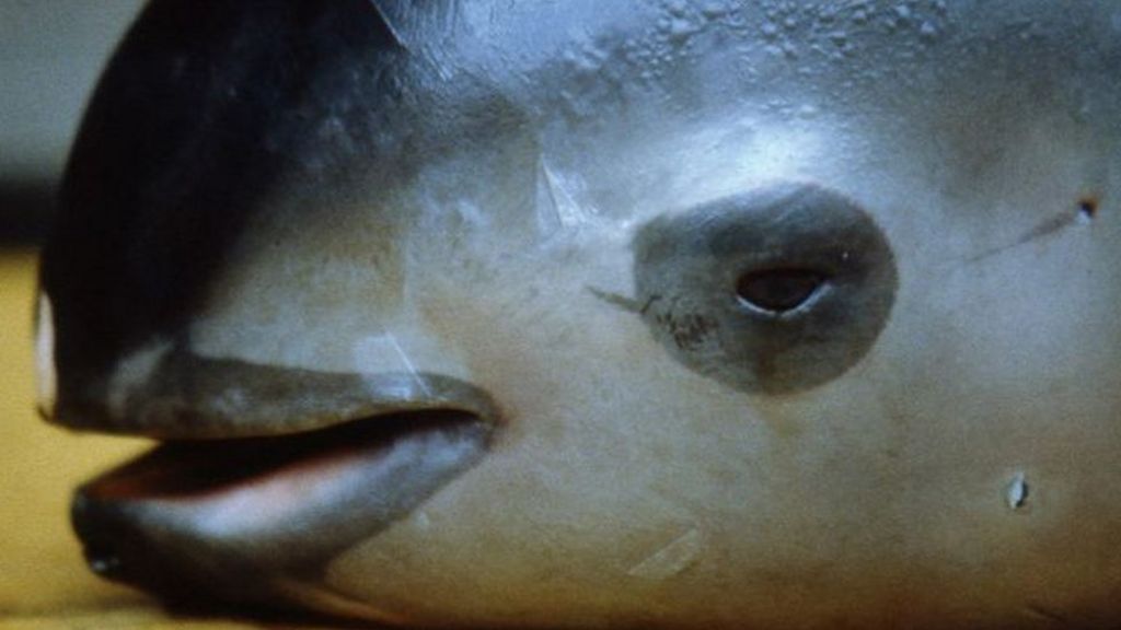 Mexico bid to save world's smallest vaquita porpoise