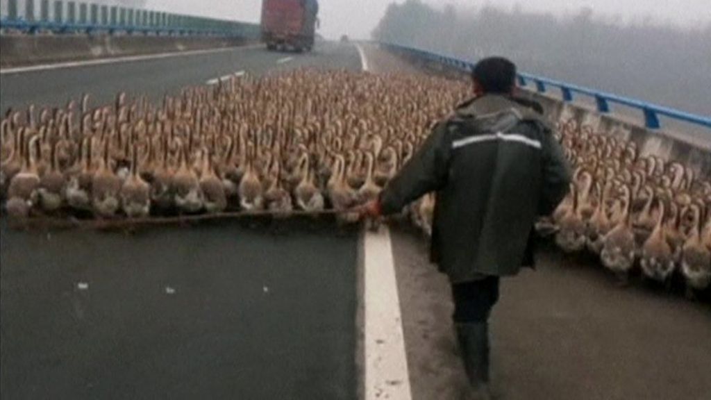 VIDEO: Huge flock of geese blocks traffic