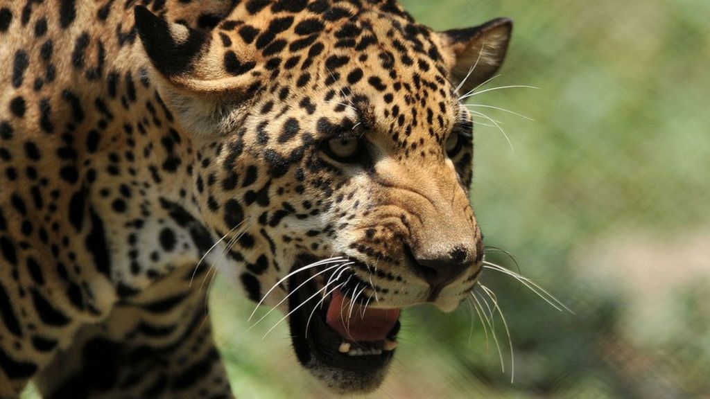 Jaguar 'too fat to mate' heading home