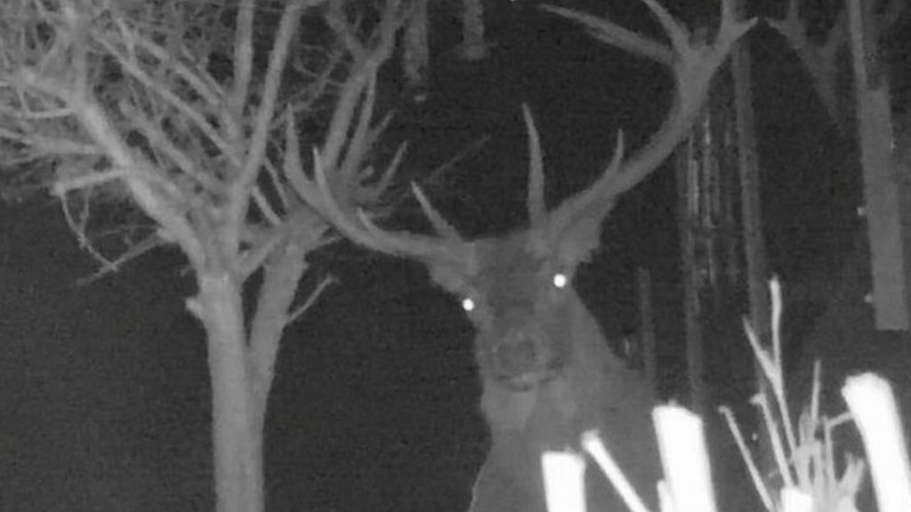 Exmoor gardens raided by 'wily old stag'