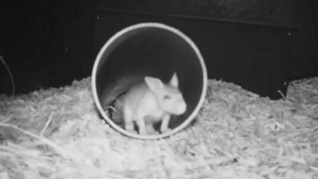 Chester Zoo releases footage of rare giant jumping rat