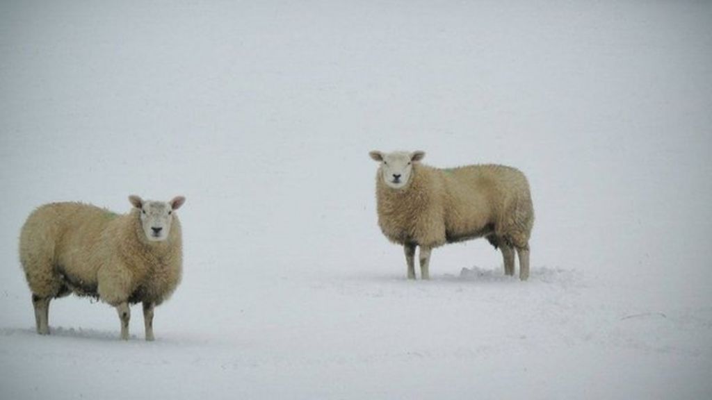 Snow and strong winds lead to NI weather warnings and travel disruption
