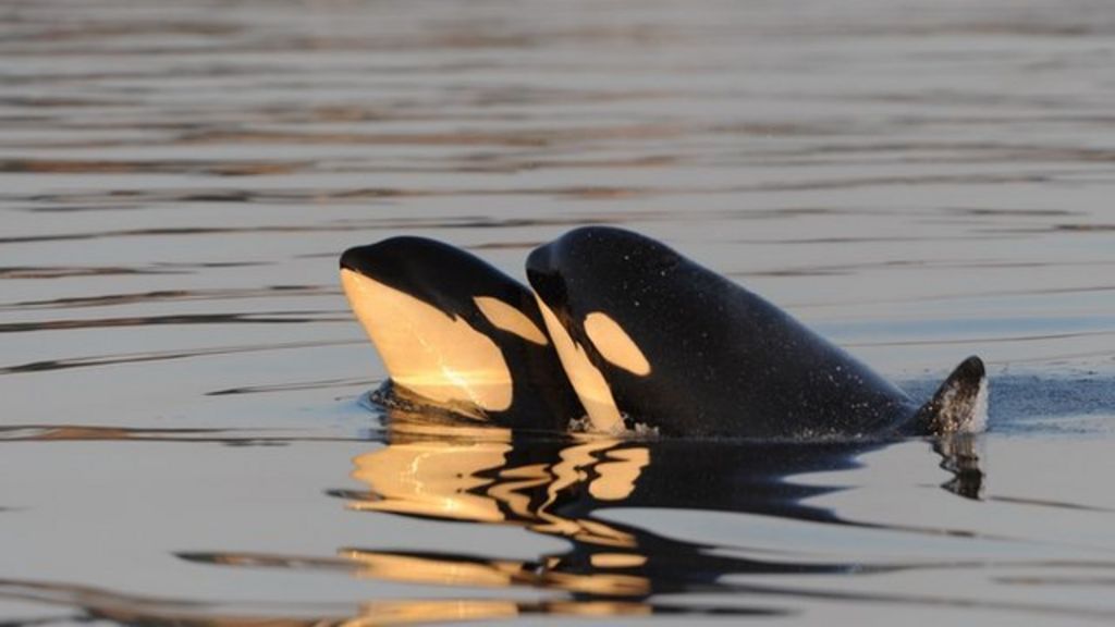 Orcas reveal the origin of menopause