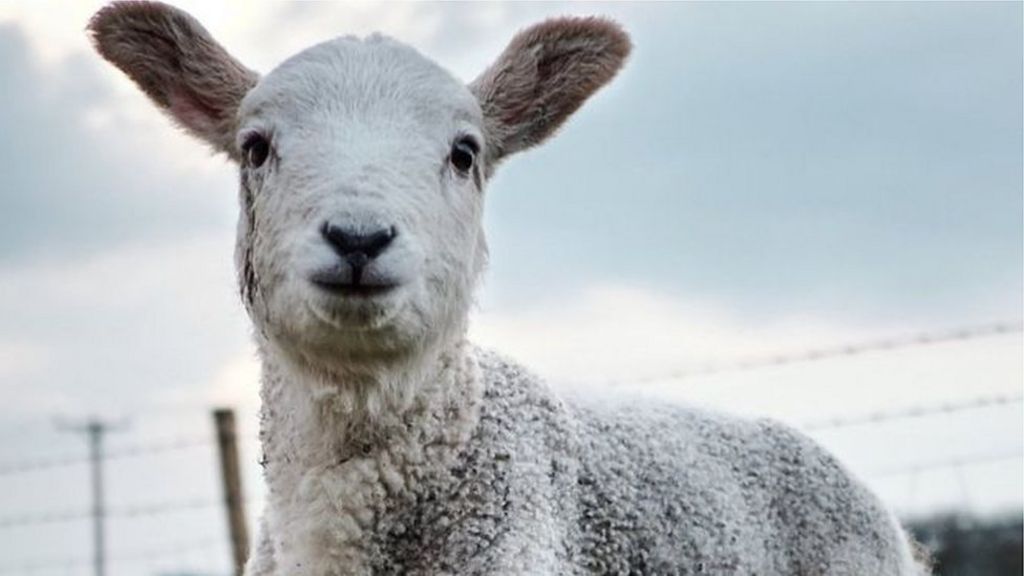 Baa-rilliant app