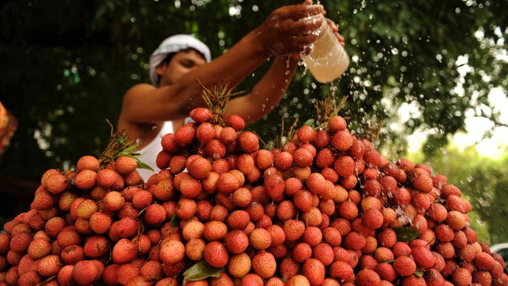 Indian children died after 'eating lychees on empty stomach'