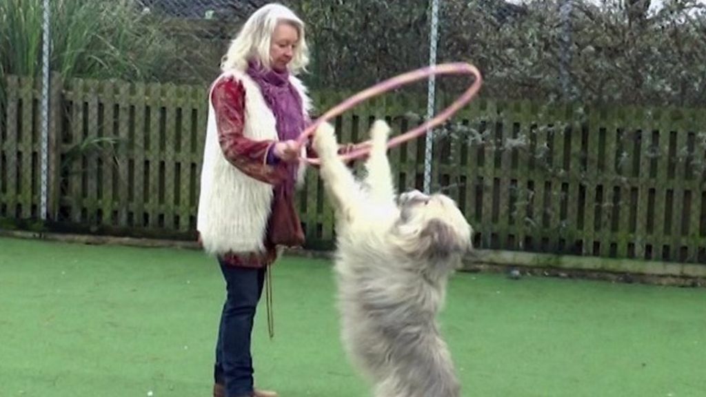 Rescue dog trained over WhatsApp before coming to the UK