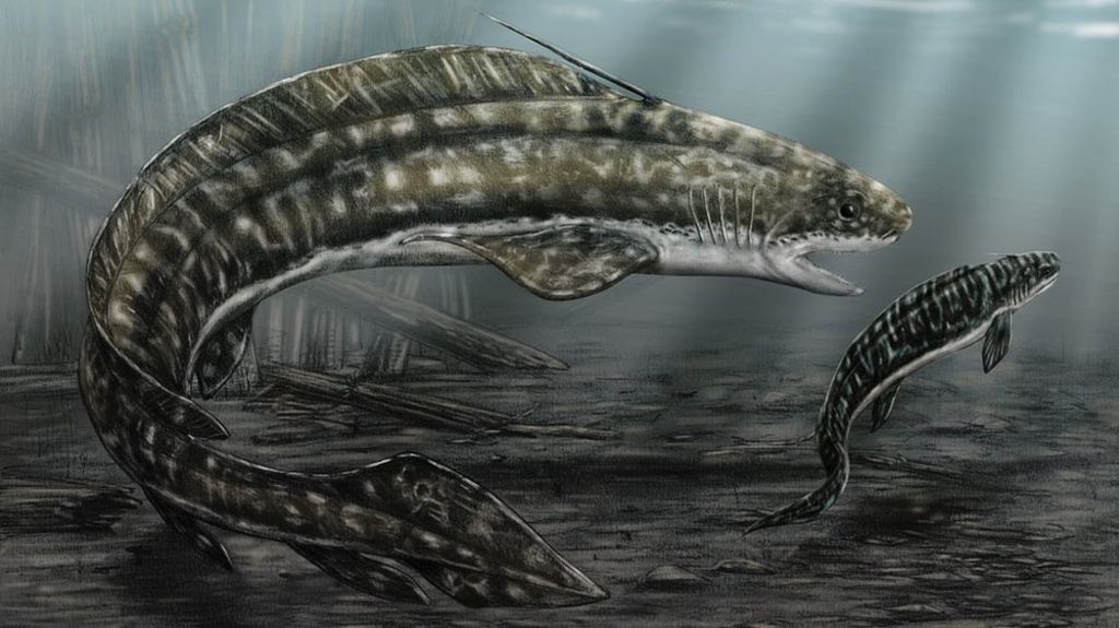 Tooth in poo suggests ancient shark ate its young