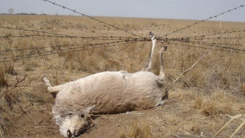 Rise of border fences hampers wildlife movements