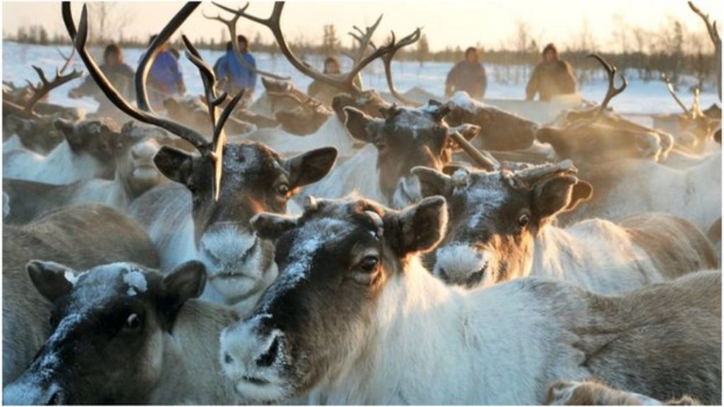 World's largest reindeer herd plummets