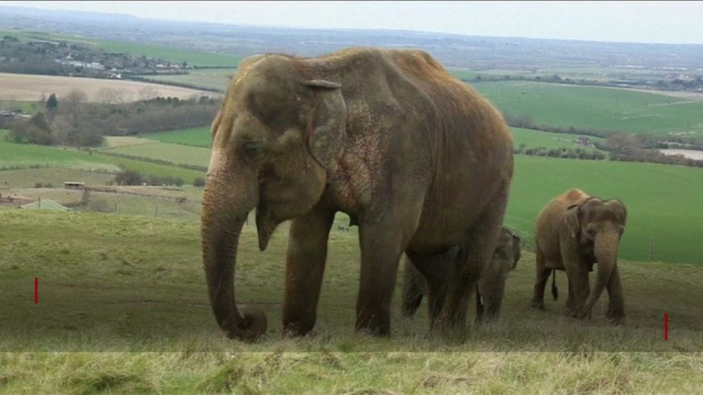 VIDEO: Elephant has rotten molar extracted