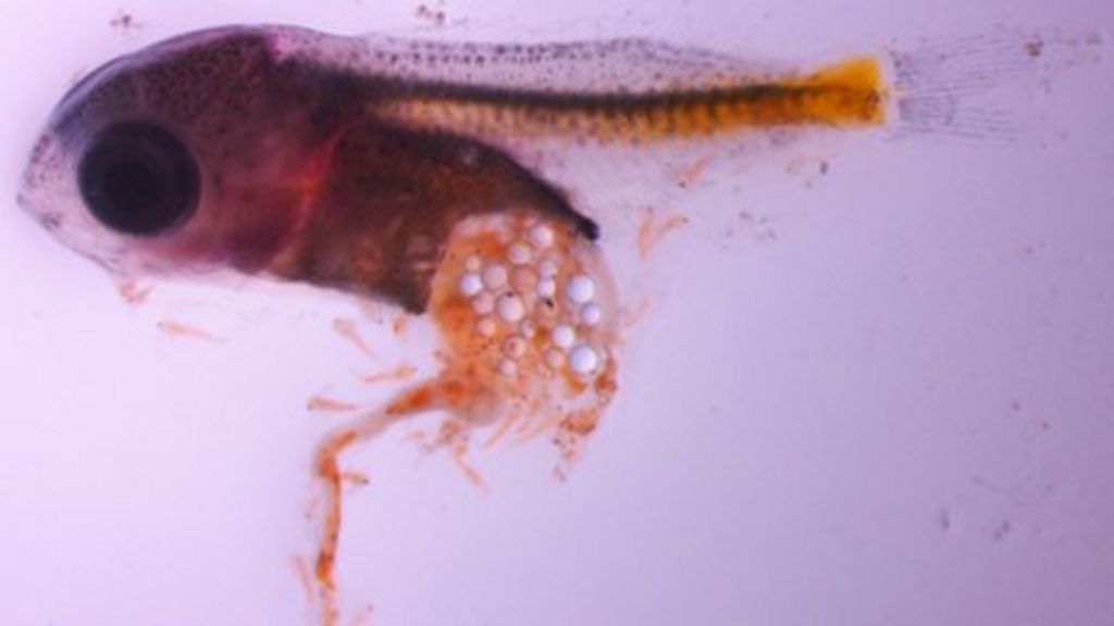 Plastic in sea is 'fast food for fish'