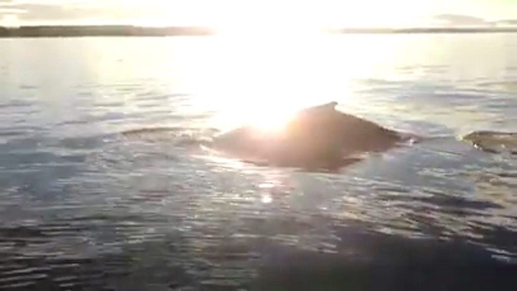 Video shows humpback whale circling boat off Moray coast