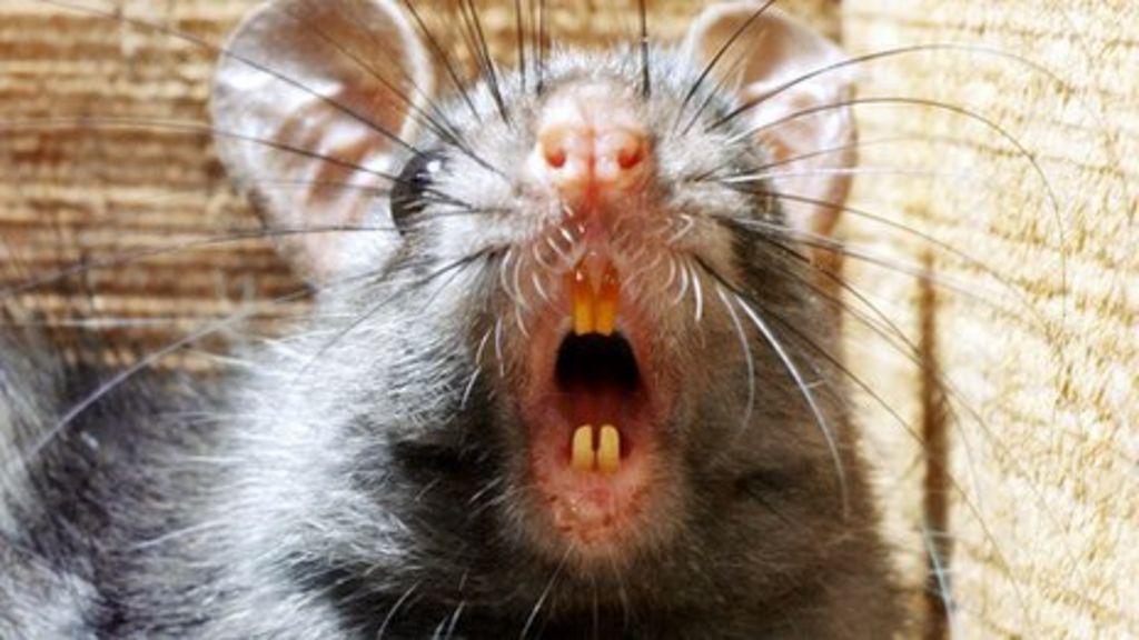 Black rats rainforest invasion 'speeded by deforestation' BBC News