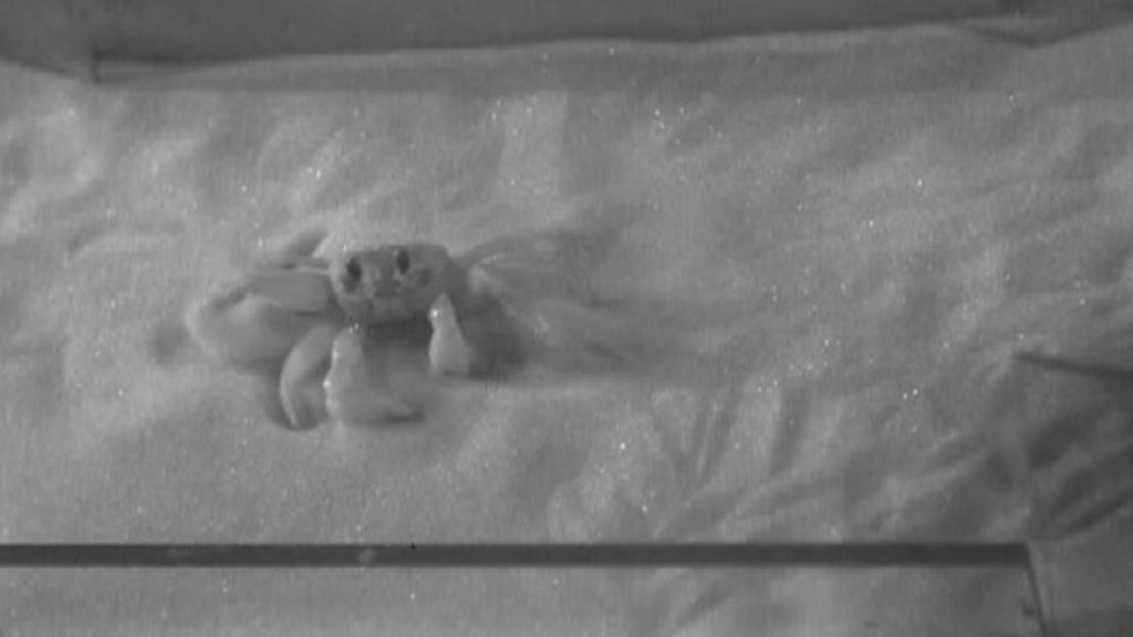 'Sand pit' probes walking strategies