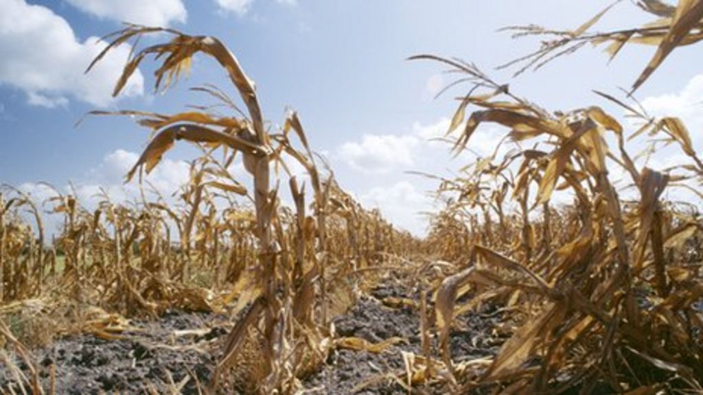 Global 'food shocks' risk increasing
