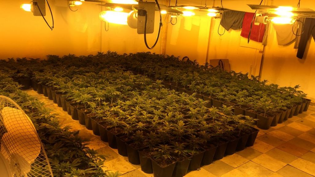 'Largest' city cannabis factory found