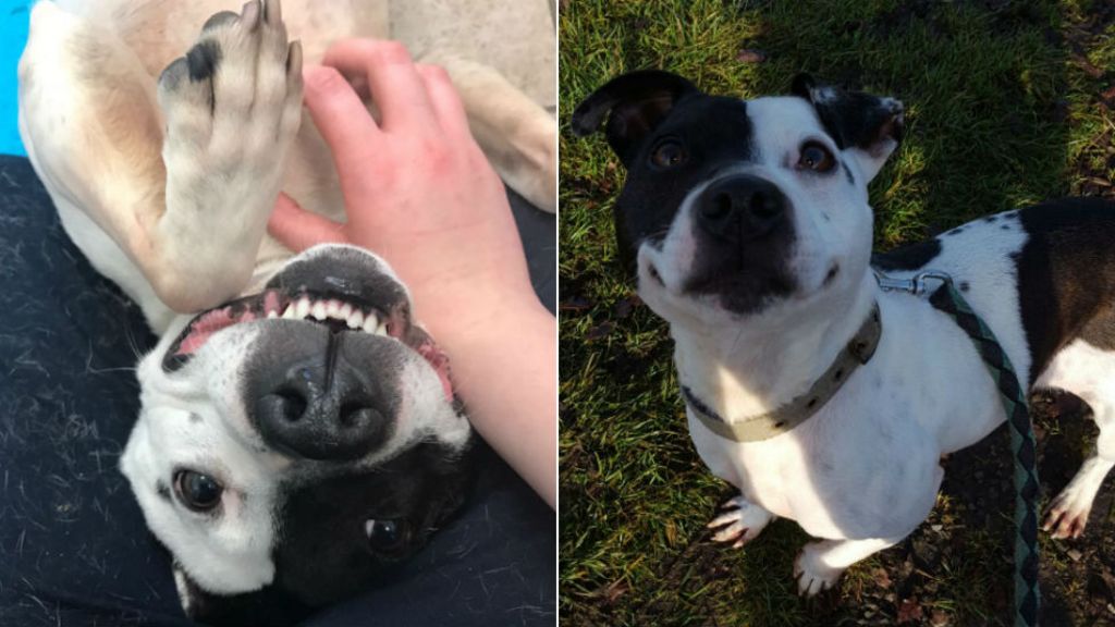 Hermaphrodite dog at Coventry RSPCA can't find home