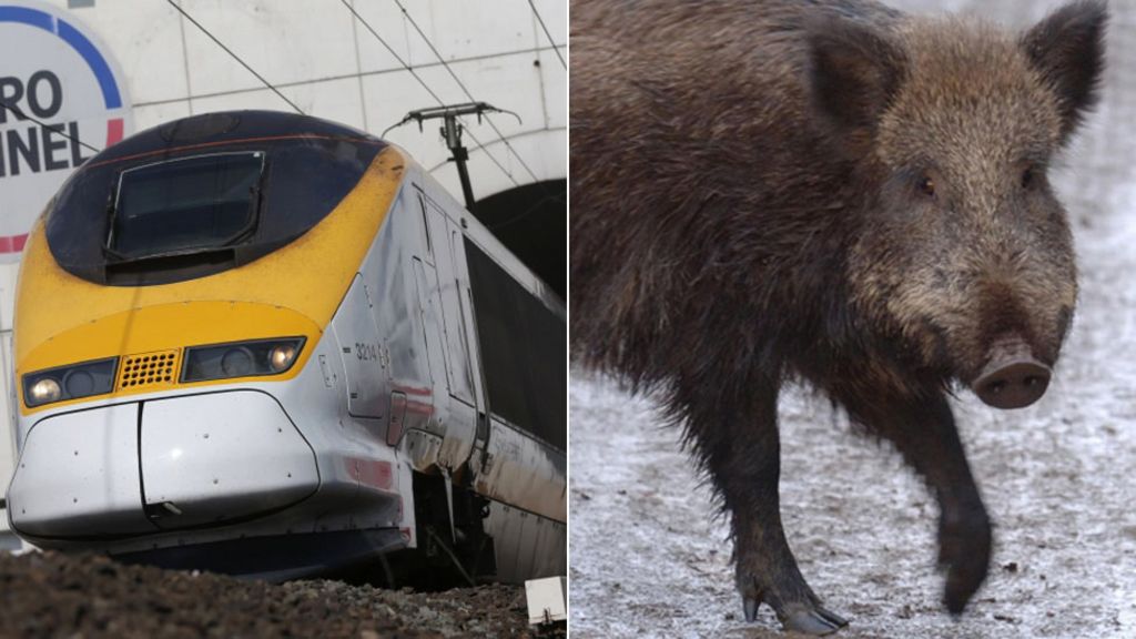 Delays after Eurostar train hits wild boar in France