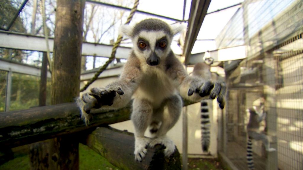 Primates facing 'extinction crisis'