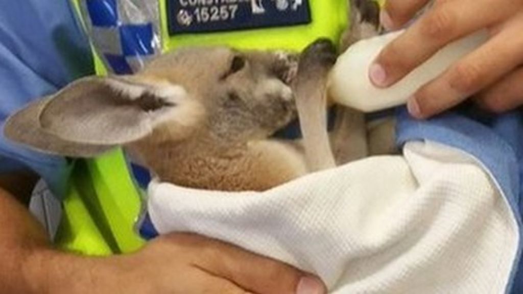 Eagle carries off policeman's kangaroo