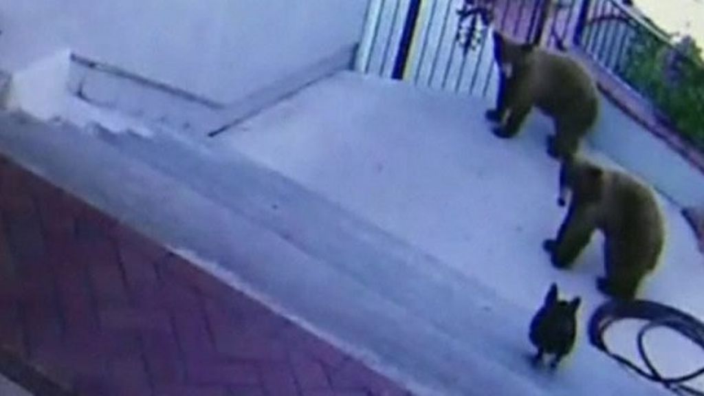 VIDEO: Must See: Dog chases bears away