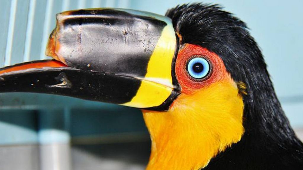 Mutilated toucan gets 3D-printed beak