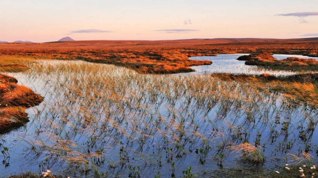 Satellites could help monitor state of Scotland's peat bogs BBC News