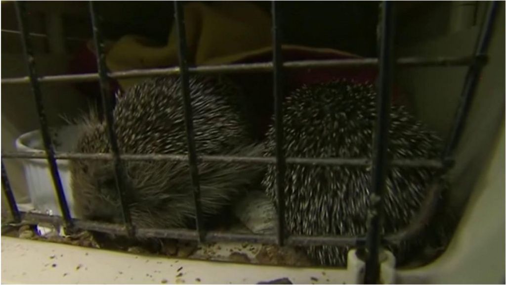 Baby hedgehogs face starvation, warns charity