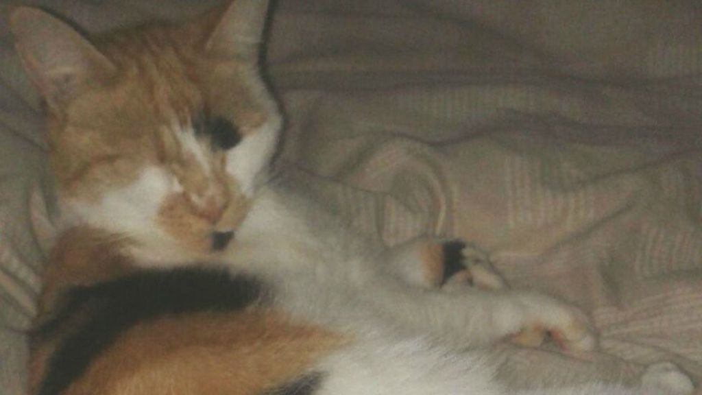 Cat's leg removed after 'air rifle attack' in Nottingham - BBC News