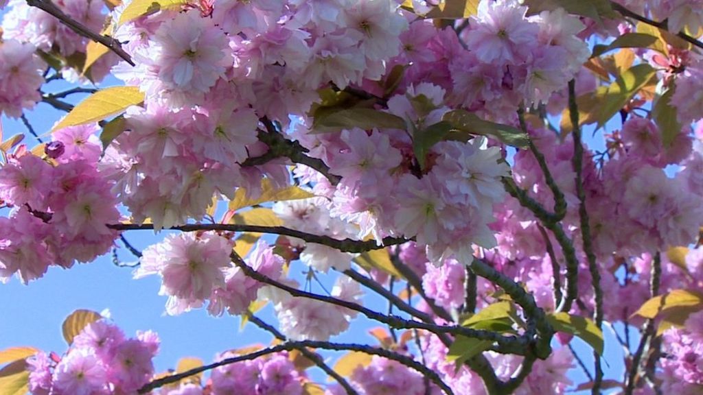 VIDEO: Scientists: 21% of plants risk extinction