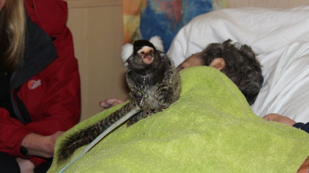 Monkey-mad dying man visited by marmoset at hospice
