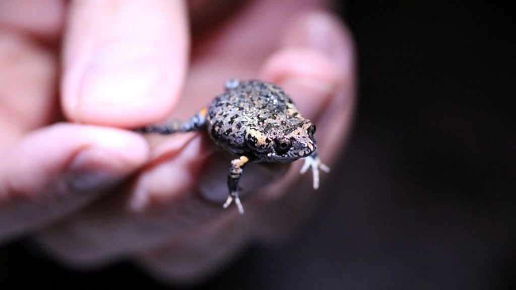'Flasher' frog found hidden in Australian swamp
