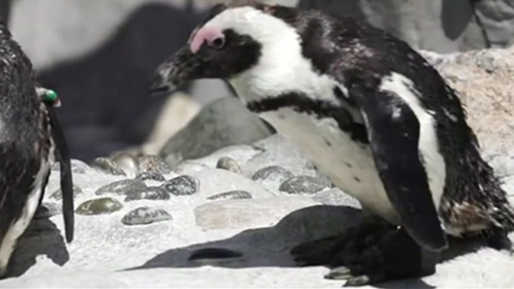 Children make 3D-printed boot for penguin and other news