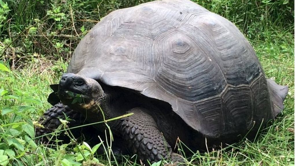 New species of giant tortoise found