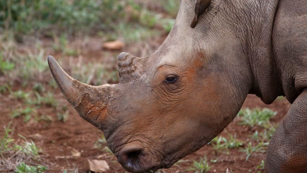 Rhino slaughter continues unabated