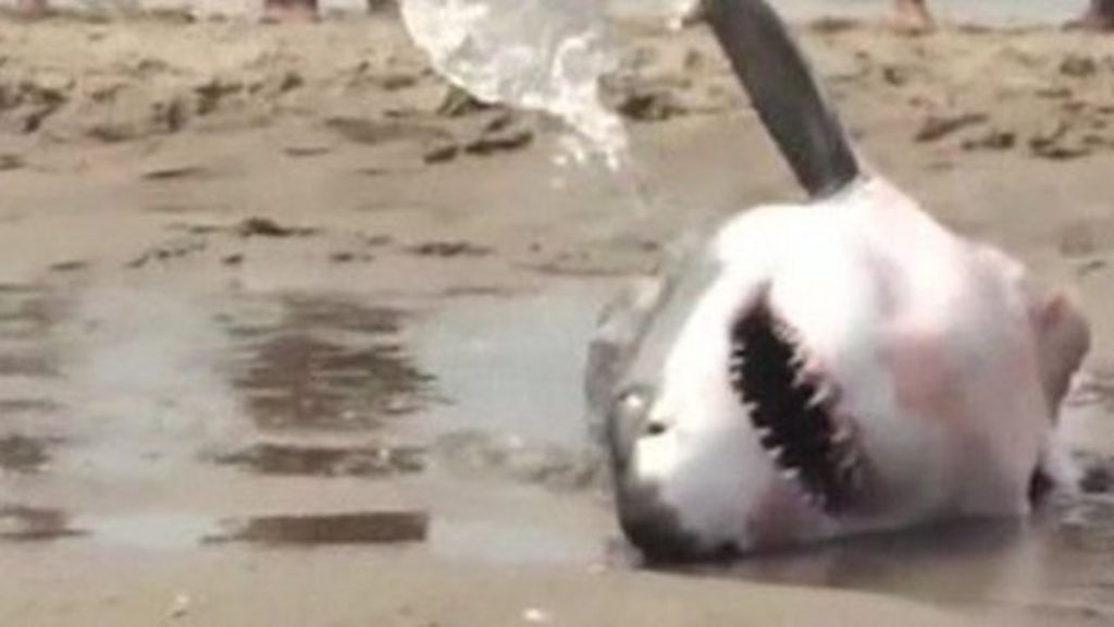 VIDEO: Stranded shark rescued from beach