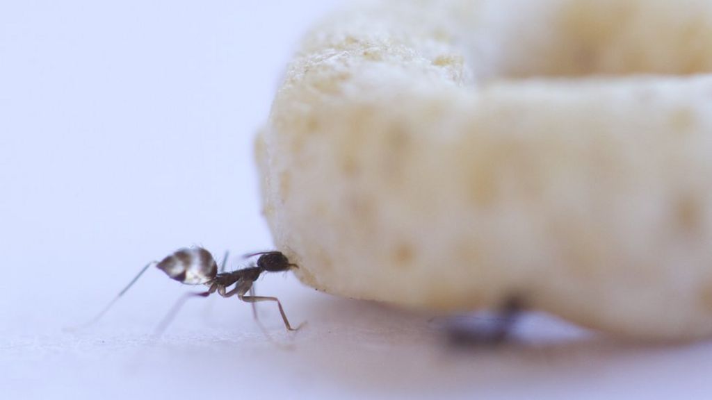 'Leaders and lifters' help ants move massive meals - BBC News