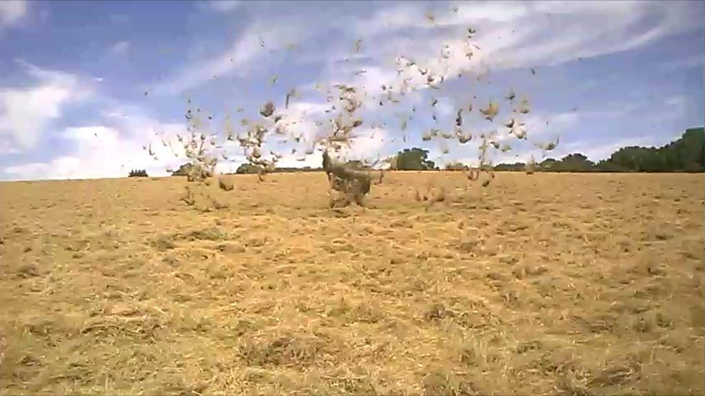 West Sussex dust devil Farm's hay sent into spin BBC News