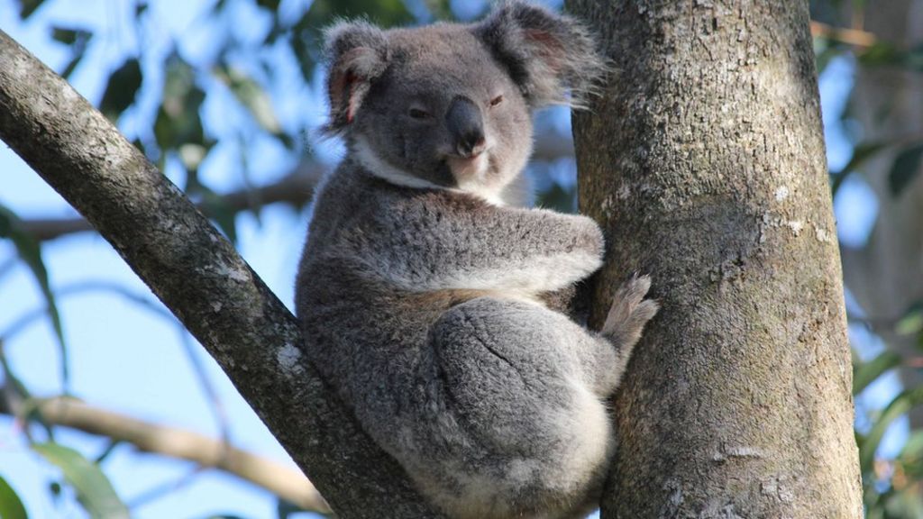 Clever koalas learn to cross the road safely BBC News