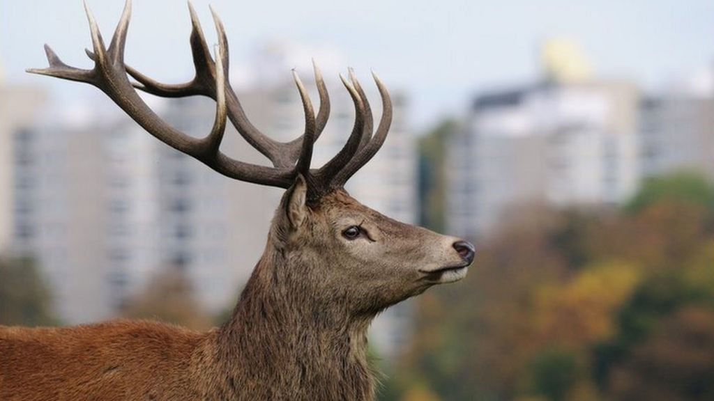 Banbridge: Stag shot after collision with car