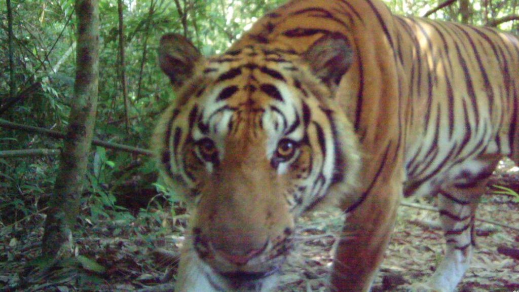 New population of rare tigers found in eastern Thailand
